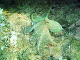 Underwatershot Of A Wild Octopus