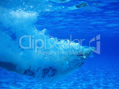 Header Of Young Man Diving Head First Into Swimming Pool