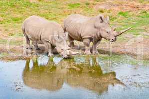Two Rhinozeros Drinking At Lake