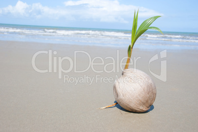 Coconut tree growing on empty tropical beach