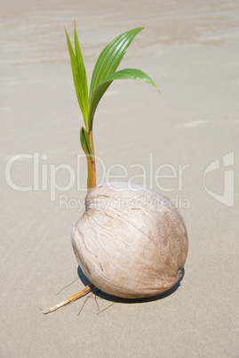 Coconut tree growing on empty tropical beach