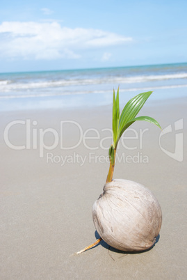 Coconut tree growing on empty tropical beach