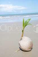 Coconut tree growing on empty tropical beach