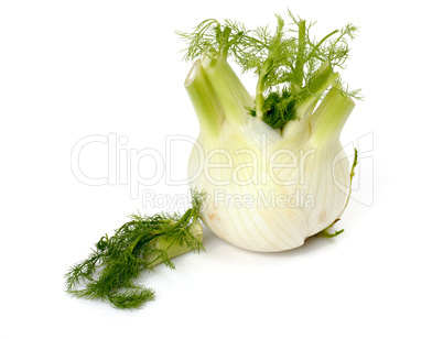 Fresh fennel