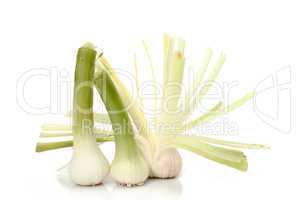 pile of garlic shoots