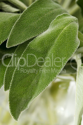 Fresh sage leaves