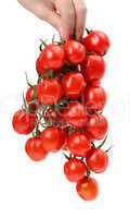 Bunch cherry tomatoes in hand