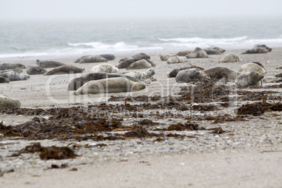 Kegelrobbe am Strand der Helgoländer Düne