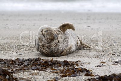 Kegelrobbe am Strand der Helgoländer Düne