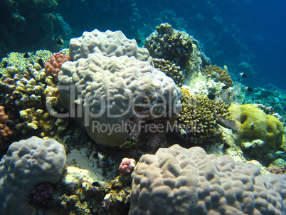 runde korallen