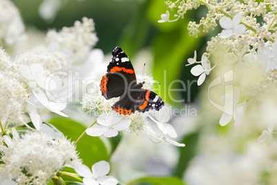 Admiral butterfly on white flowers