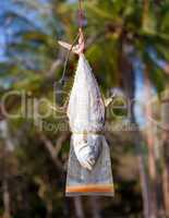 Fish drying on rope
