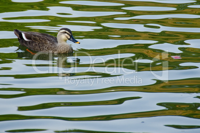 Spot-billed Duck, Anas poecilorhyncha