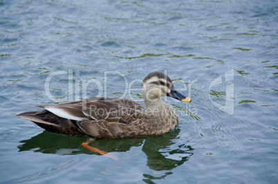 Spot-billed Duck, Anas poecilorhyncha