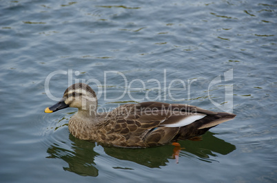 Spot-billed Duck, Anas poecilorhyncha