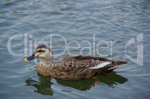 Spot-billed Duck, Anas poecilorhyncha
