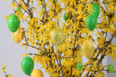 Ostereier am Forsythienstrauch