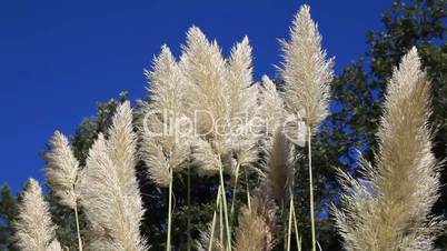 reed with blue sky