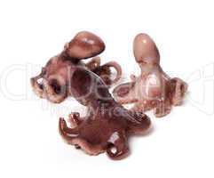 Three small octopus on white background