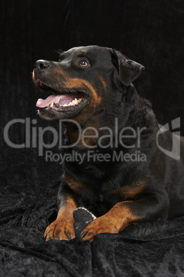 Pure bred rottweiler