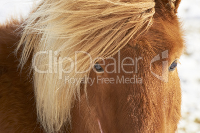Closeup of brown horse