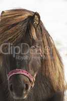Closeup of dark brown horse