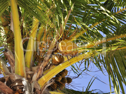 Coconut Tree