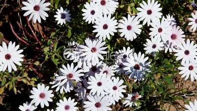 beautiful white daisy