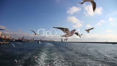 Seagull Flying