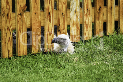 bird peeking under wooden fence