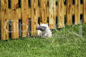bird peeking under wooden fence