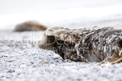 Kegelrobbe am Strand der Helgoländer Düne