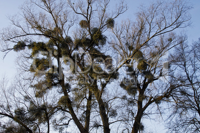 Baum mit Misteln