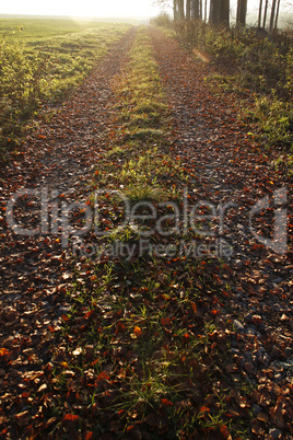 Waldweg ins Licht