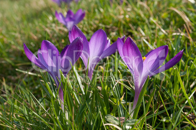 crocus