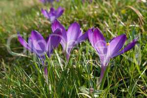 crocus