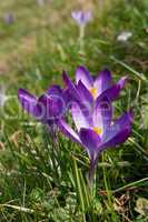 crocus