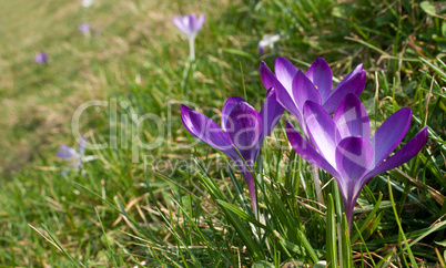 crocus