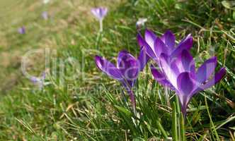 crocus