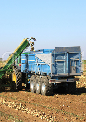 beet harvest