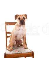 Sharpei dog sitting.