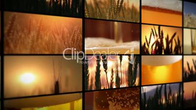 crops of barley and fresh beer - montage.