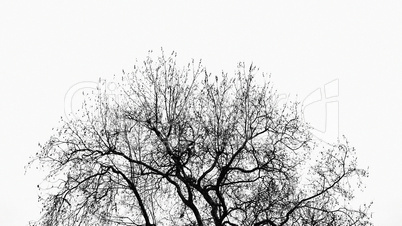 Tree without leaves, abstract nature