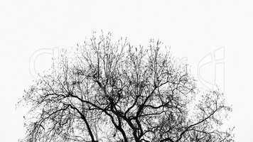 Tree without leaves, abstract nature