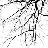 Closeup shot of an ancient tree