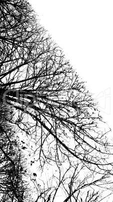 Tree without leaves, isolated