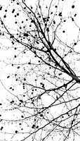 Black and white tree, abstract nature