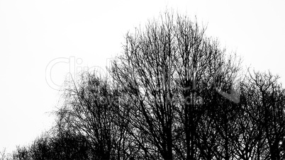 Silhouette of an ancient tree