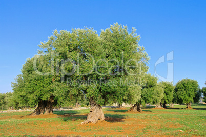 Olivenhain - olive grove 39