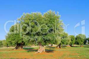 Olivenhain - olive grove 39